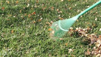 verzamelen geel bladeren van groen gras met een hark. de seizoen is herfst. herfst tuin werk video