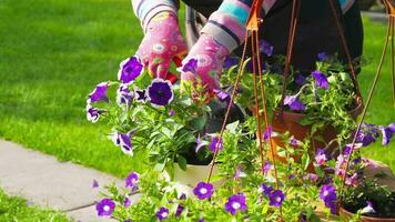 Garden flower care. Removing petunia flowers. Petunia bush formation video
