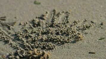 Crabs make sand balls on the seashore, close up. Soldier crab or Mictyris is small crabs eat humus and small animals found at the beach as food video