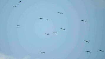 Birds flying above a head. Good at background. Big flock of birds. Birds ecology and outdoor video