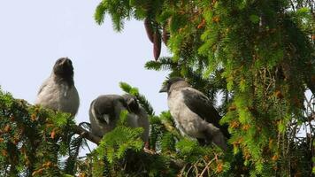 Crow birds on a tree. Feeding the chicks. Ravens are a genus of birds from the corvid family video