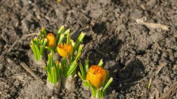 lasso di tempo, giallo croco fiori fiorito nel il giardino. primavera nel il giardino concetto video