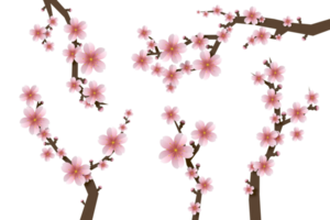 Sakura flower paper style, 3d rendering png