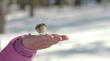 vogel boomklever pikt zaden van menselijk handen in winter Woud. vogel bescherming concept in winter. video