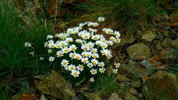 Group of flowers Mountain daisies video