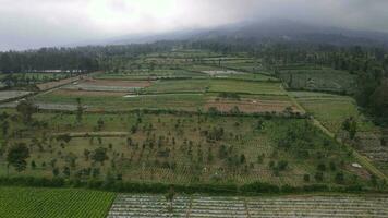 Aerial view of vegetable field in Sumbing and Sindoro mount with foggy peak in Indonesia video