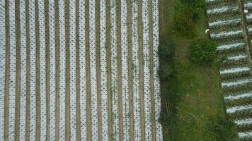 vita spunbond rader på en gård fält. skyddande beläggning för kårer och växter. spunbond agrofiber radbeläggningar och tunnlar. video