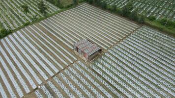 filari bianchi di spunbond su un campo di fattoria. rivestimento protettivo per corpi e piante. spunbond agrofibre coperture filari e tunnel. video