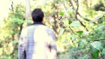 uomo passeggiate nel verde naturale parco, uomo a piedi nel natura su soleggiato giorno attraversamento sentiero nel verde impianti e alberi, selettivo messa a fuoco video