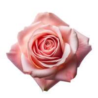 Romantic Pink Rose generative with AI png