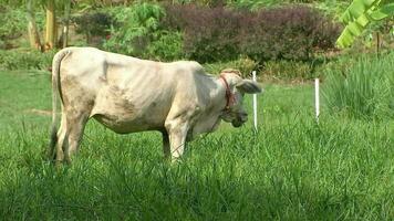 blanco vacas pasto en rural áreas, vacas son muy popular mascotas en Asia. video