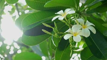 frangipani eller plumeria med solljus , vit blomma med fem kronblad och gul Centrum, skön blommor är vuxen i Asien, thailand,frangipani blomma blomning på träd svängande i vind. video