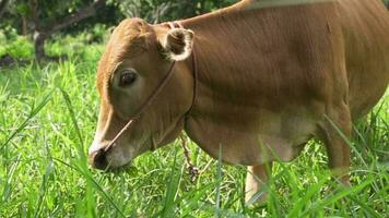 bruin koe is begrazing in landelijk Oppervlakte, koe is heel populair huisdier in Azië. video