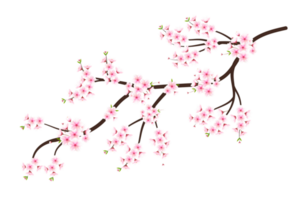 realistisch bloeiend kers bloemen en bloemblaadjes, kers bloesem. roze sakura bloem achtergrond. kers bloesem bloem bloeiend png