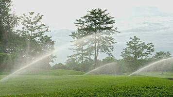 automatisk högt tryck vatten sprinkler på grön golf kurs vattning de gräs video