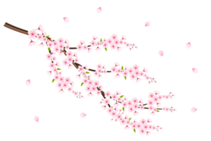 Realistic blooming cherry flowers and petals, cherry blossom. pink sakura flower background. cherry blossom flower blooming png