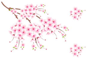 realistisch Blühen Kirsche Blumen und Blütenblätter, Kirsche Blüte. Rosa Sakura Blume Hintergrund. Kirsche blühen Blume Blühen png