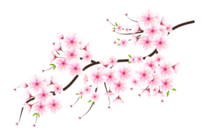 Realistic blooming cherry flowers and petals, cherry blossom. pink sakura flower background. cherry blossom flower blooming png