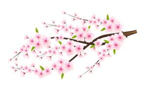 Realistic blooming cherry flowers and petals, cherry blossom. pink sakura flower background. cherry blossom flower blooming png