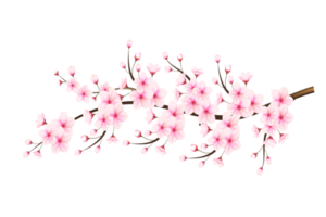 Realistic blooming cherry flowers and petals, cherry blossom. pink sakura flower background. cherry blossom flower blooming png