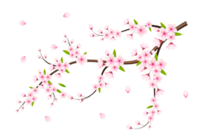 realistico fioritura ciliegia fiori e petali, ciliegia fiore. rosa sakura fiore sfondo. ciliegia fiorire fiore fioritura png