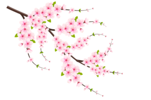 Realistic blooming cherry flowers and petals, cherry blossom. pink sakura flower background. cherry blossom flower blooming png