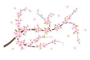 Realistic blooming cherry flowers and petals, cherry blossom. pink sakura flower background. cherry blossom flower blooming png