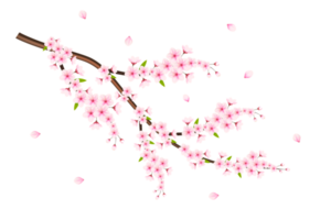 realistisch Blühen Kirsche Blumen und Blütenblätter, Kirsche Blüte. Rosa Sakura Blume Hintergrund. Kirsche blühen Blume Blühen png