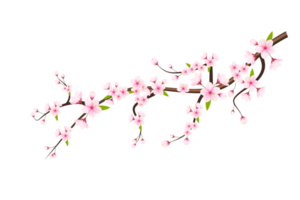 Realistic blooming cherry flowers and petals, cherry blossom. pink sakura flower background. cherry blossom flower blooming png