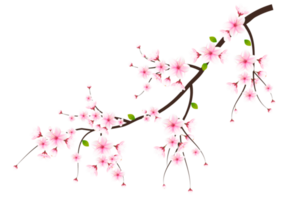 réaliste épanouissement Cerise fleurs et pétales, Cerise fleurir. rose Sakura fleur Contexte. Cerise fleur fleur épanouissement png