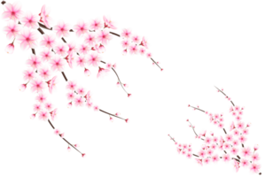 realista floreciente Cereza flores y pétalos, Cereza florecer. rosado sakura flor antecedentes. Cereza florecer flor floreciente png
