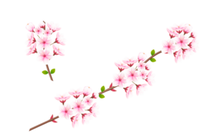 realistisch Blühen Kirsche Blumen und Blütenblätter, Kirsche Blüte. Rosa Sakura Blume Hintergrund. Kirsche blühen Blume Blühen png