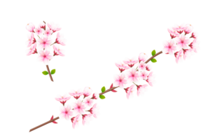 Realistic blooming cherry flowers and petals, cherry blossom. pink sakura flower background. cherry blossom flower blooming png