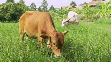 twee bruin en wit koeien zijn begrazing in een landelijk Oppervlakte, koeien zijn heel populair huisdieren in Azië. video