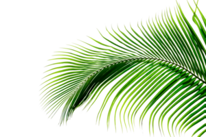 verde hojas patrón, hoja palma árbol aislado png