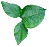 vert feuilles modèle isolé png