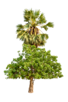 Palme mit Parasit Baum und Rasen isoliert png