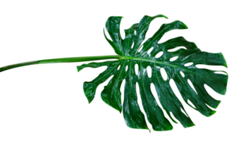 vert feuilles motif, feuille monstera isolé png