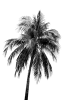 negro y blanco hojas de palma, coco árbol aislado png