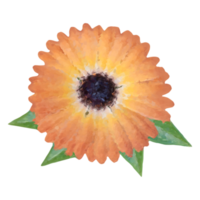 orange flower element png