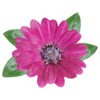 Rosa Blume Element png