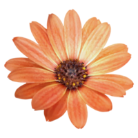 laranja margarida flor elemento png