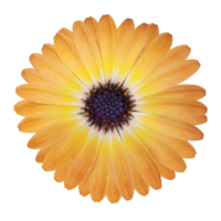 orange daisy blomma element png