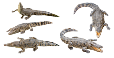 coleção conjunto crocodilo png