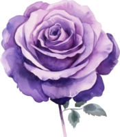 Purple Rose Flower Watercolor. AI Generated png