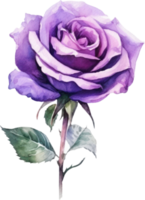 Purple Rose Flower Watercolor. AI Generated png