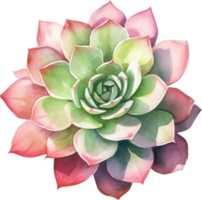 succulent aquarelle illustration. ai généré png