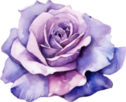 Purple Rose Flower Watercolor. AI Generated png