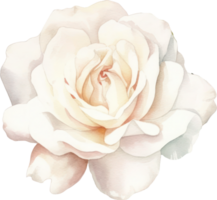 wit roos bloem waterverf. ai gegenereerd png
