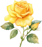 Yellow Rose Flower Watercolor. AI Generated png